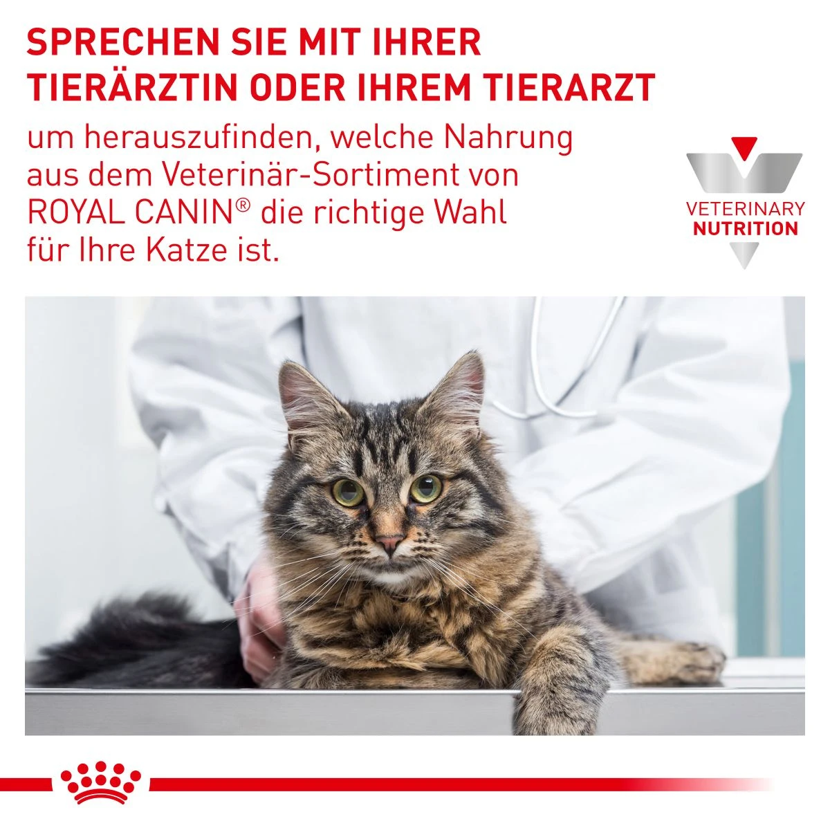 Royal Canin Adult Trockenfutter Für Katzen 2 Kg Trockenfutter Für Katzen 11 Royal Canin Adult Trockenfutter Für Katzen 2 Kg Trockenfutter Für Katzen – Bild 9