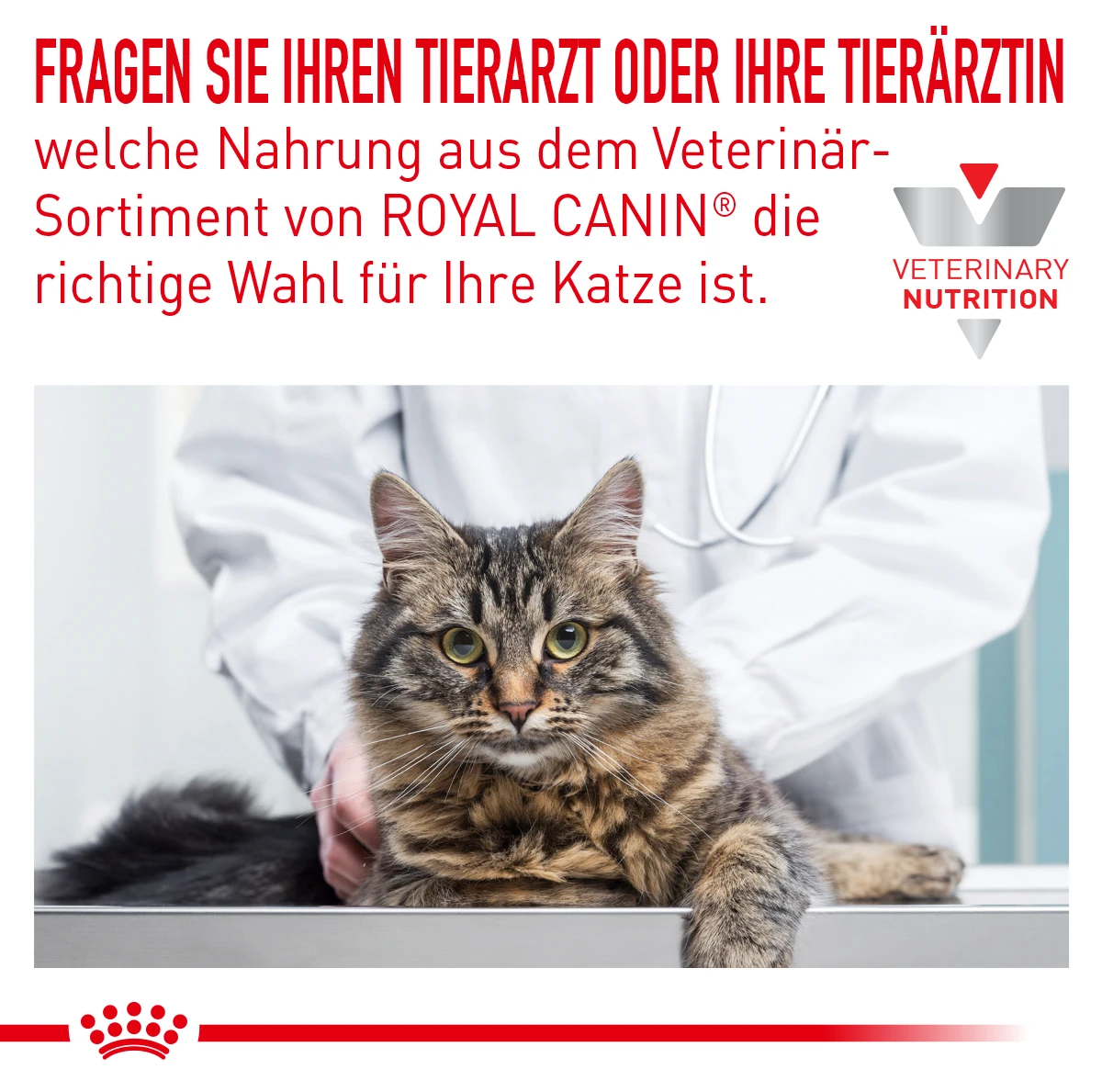 Royal Canin Skin & Coat Frischebeutel Für Katzen 12 X 85 G Frischebeutel Für Katzen 5 Royal Canin Skin & Coat Frischebeutel Für Katzen 12 X 85 G Frischebeutel Für Katzen – Bild 3