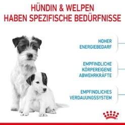 Royal Canin Mini Starter Trockenfutter 4 Kg Trockenfutter 15 Royal Canin Mini Starter Trockenfutter 4 Kg Trockenfutter -Hills Verkaufsgeschäft J5B1QFGTXM6M 3182550932707 2504 3