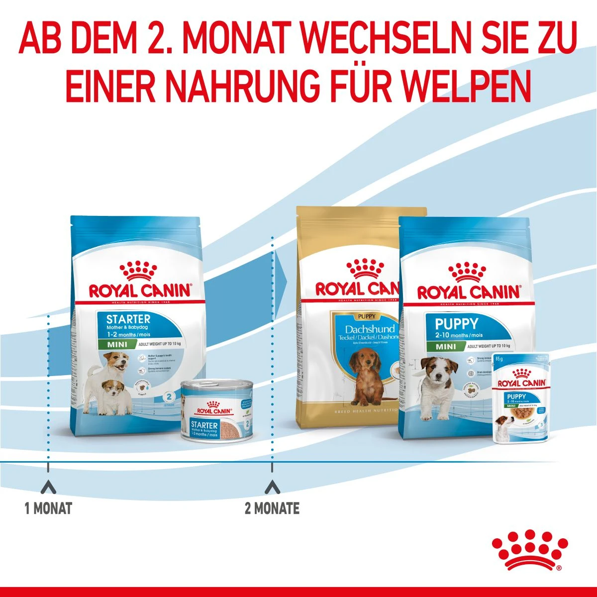 Royal Canin Mini Starter Trockenfutter 4 Kg Trockenfutter 9 Royal Canin Mini Starter Trockenfutter 4 Kg Trockenfutter – Bild 7